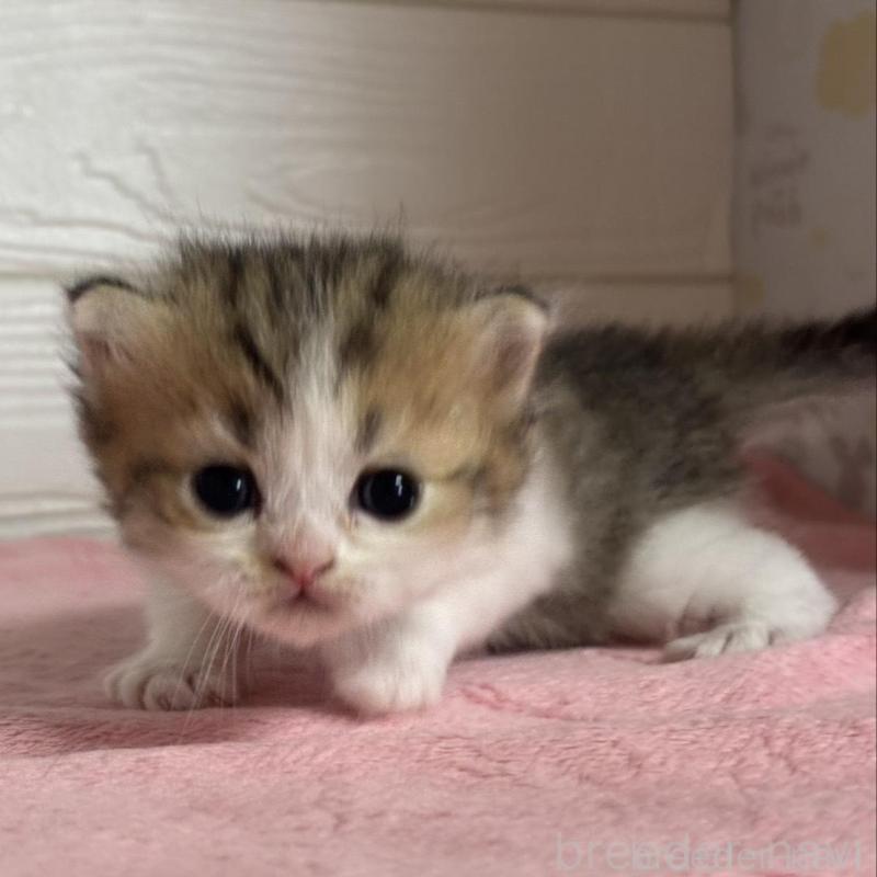 販売中の愛知県のミヌエット-137507の1枚目