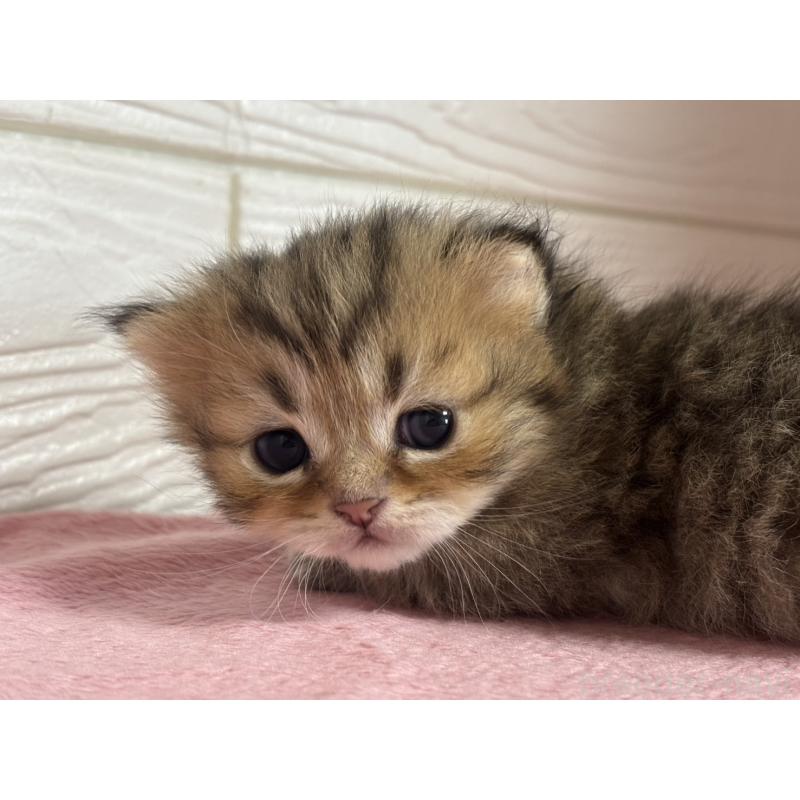 販売中の愛知県のミヌエット(短足)-137508の6枚目