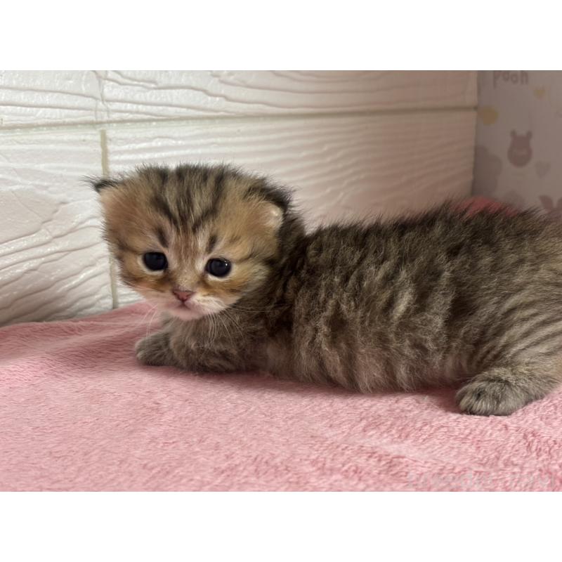 販売中の愛知県のミヌエット(短足)-137508の5枚目