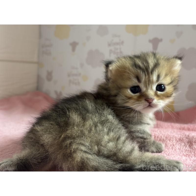 販売中の愛知県のミヌエット(短足)-137508の4枚目