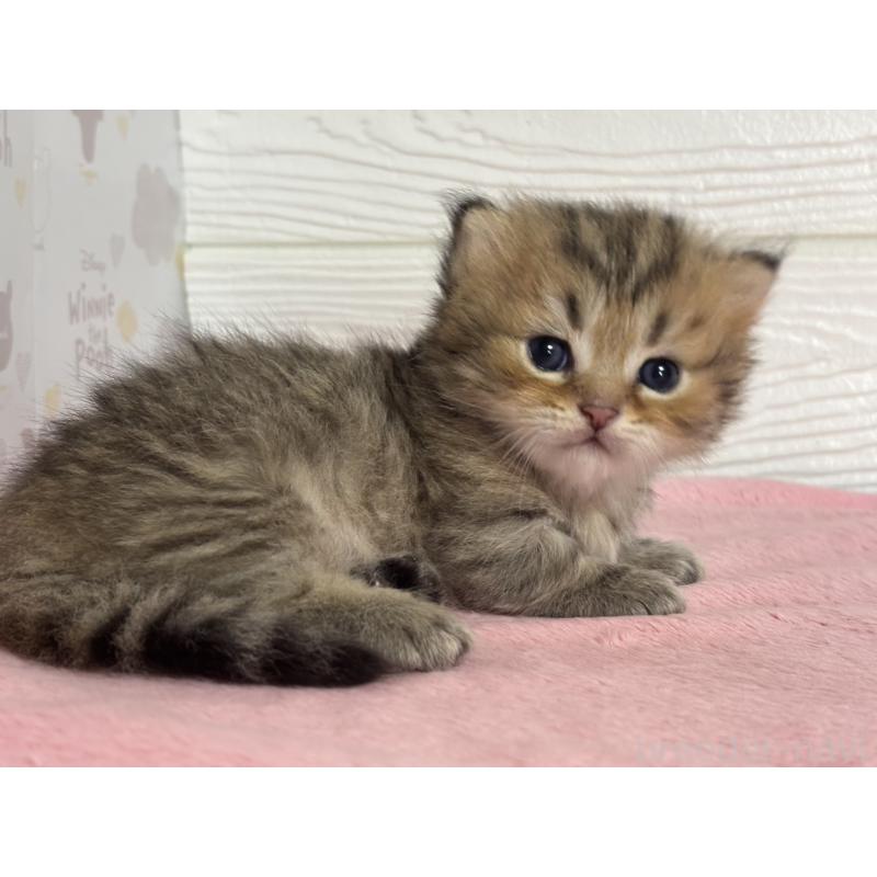 販売中の愛知県のミヌエット(短足)-137508の3枚目