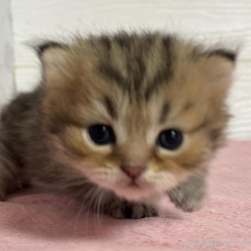 販売中の愛知県のミヌエット(短足)-137508の1枚目