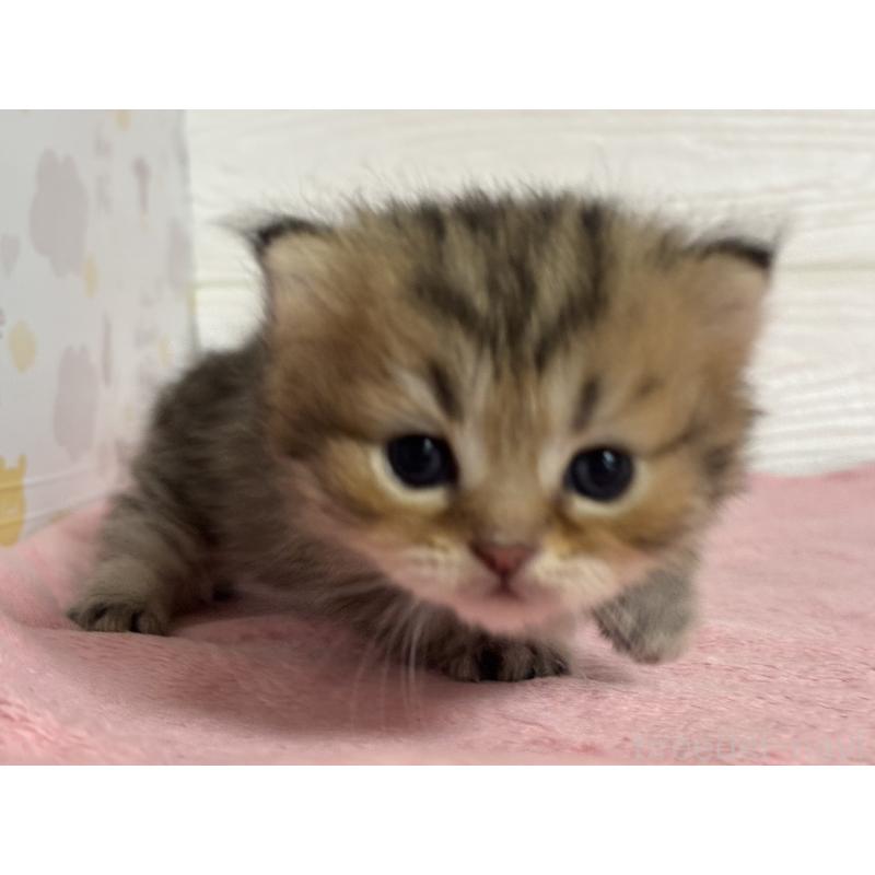 販売中の愛知県のミヌエット(短足)-137508の2枚目