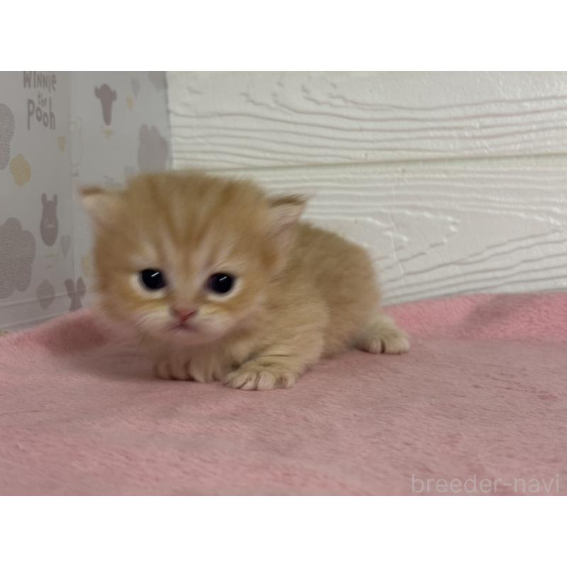 販売中の愛知県のミヌエット(短足)-137509の5枚目