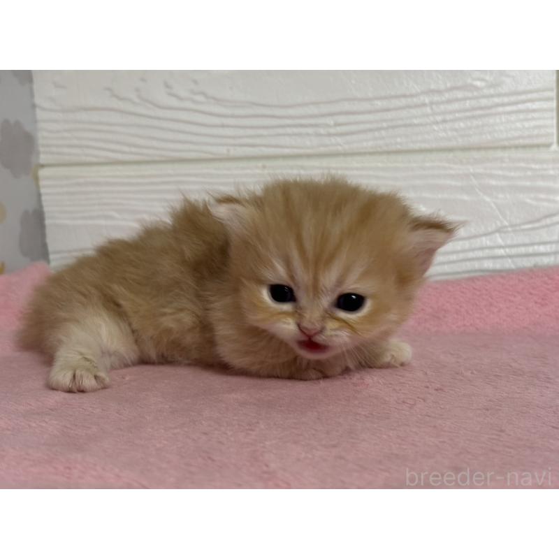 販売中の愛知県のミヌエット(短足)-137509の4枚目