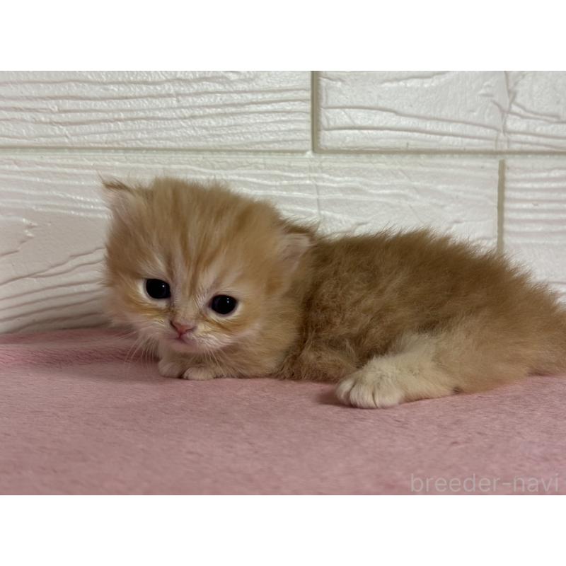 販売中の愛知県のミヌエット(短足)-137509の3枚目