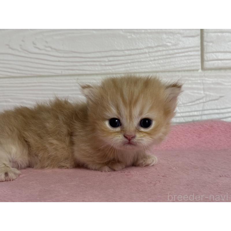 販売中の愛知県のミヌエット(短足)-137509の2枚目