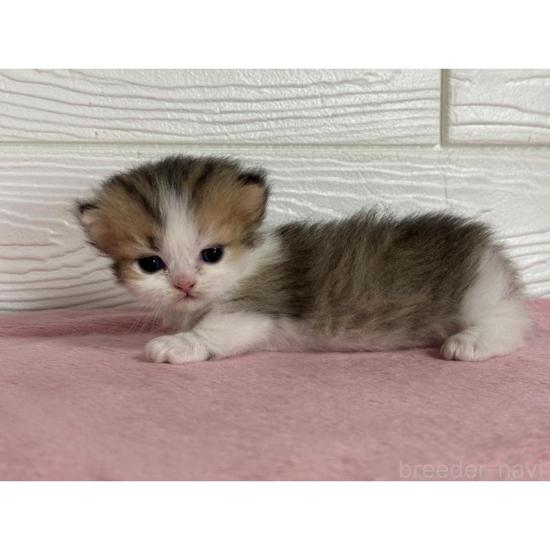 販売中の愛知県のミヌエット(短足)-137510の5枚目