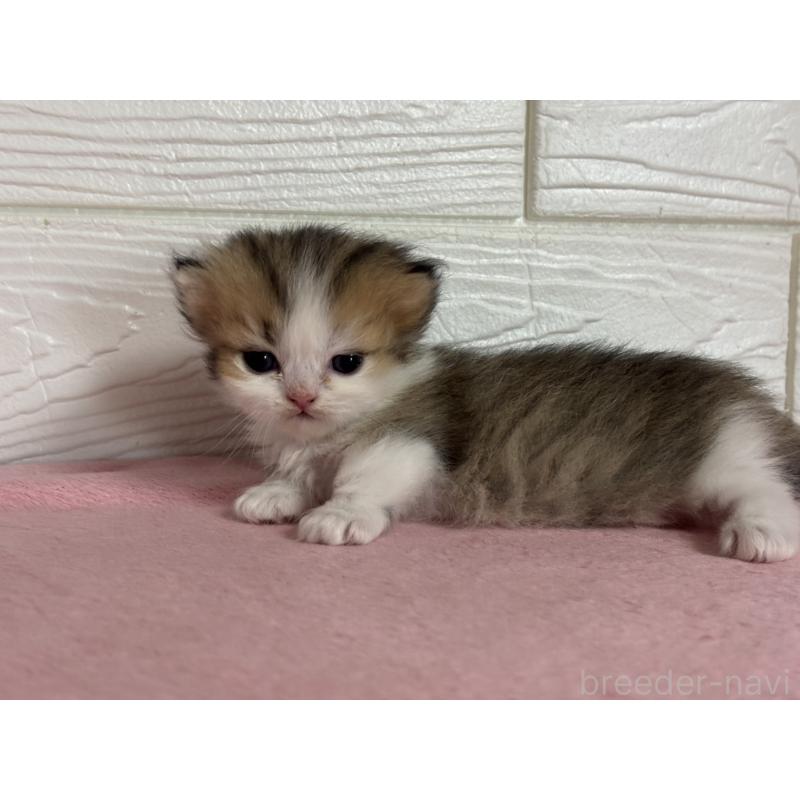 販売中の愛知県のミヌエット(短足)-137510の3枚目