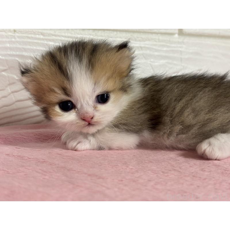 販売中の愛知県のミヌエット(短足)-137510の2枚目