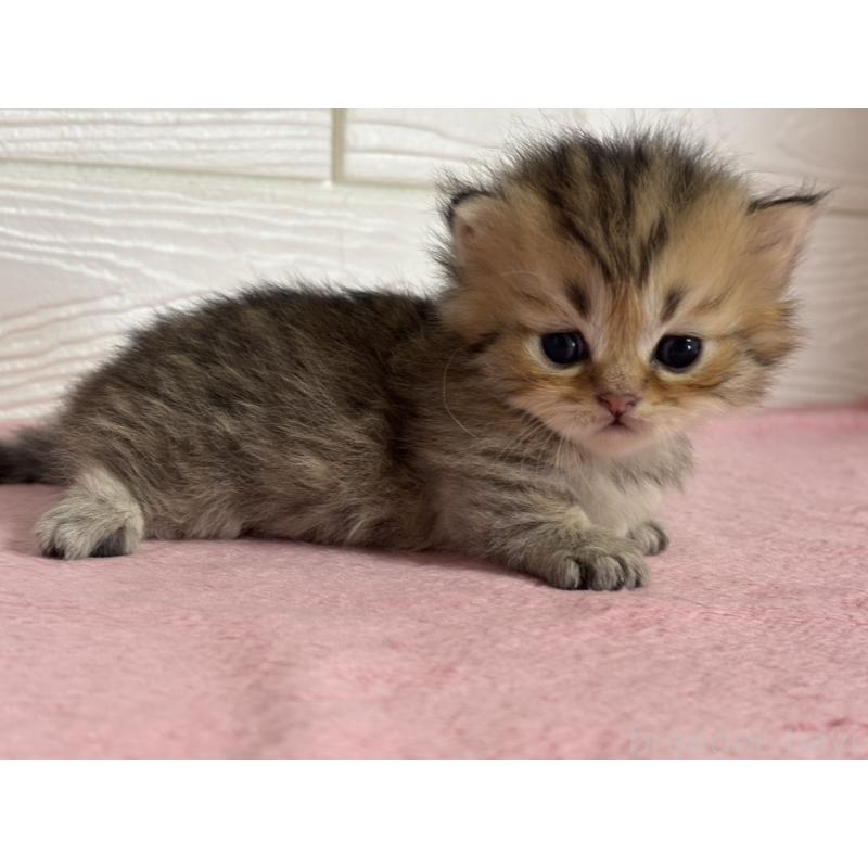 販売中の愛知県のミヌエット(短足)-137512の6枚目