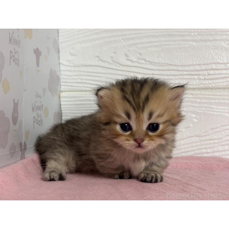 販売中の愛知県のミヌエット(短足)-137512の5枚目