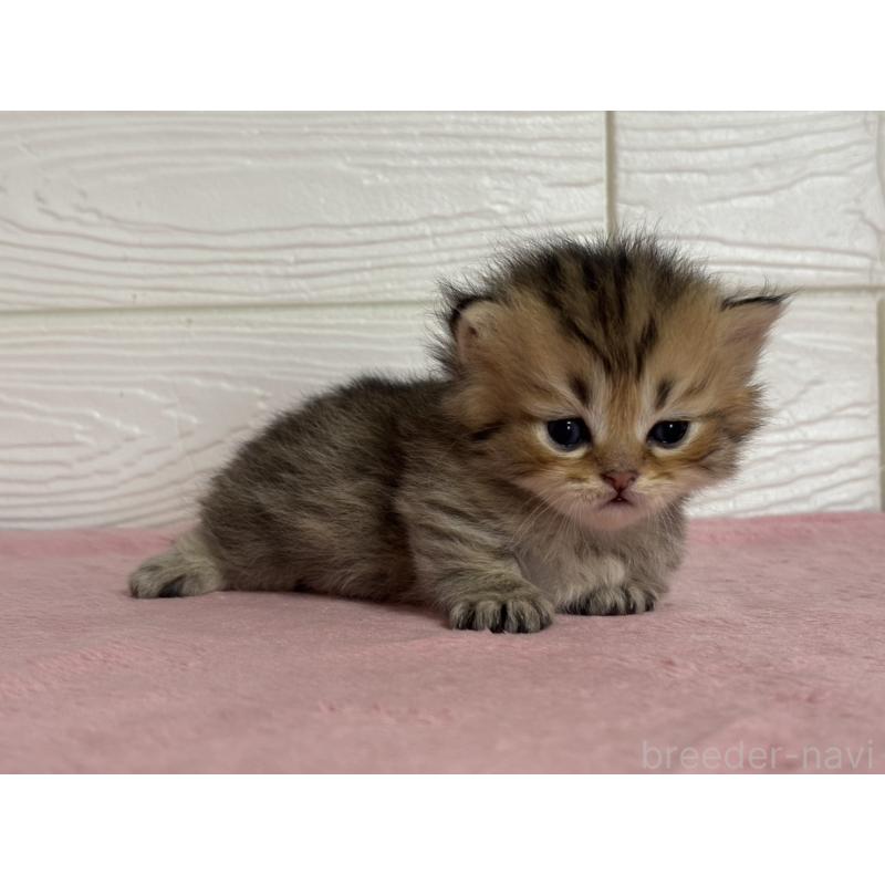 販売中の愛知県のミヌエット(短足)-137512の4枚目