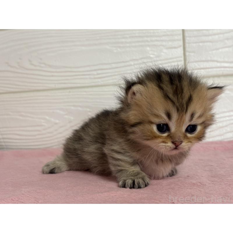 販売中の愛知県のミヌエット(短足)-137512の3枚目