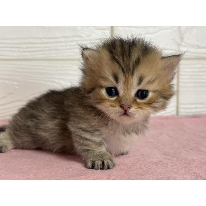 販売中の愛知県のミヌエット(短足)-137512の2枚目