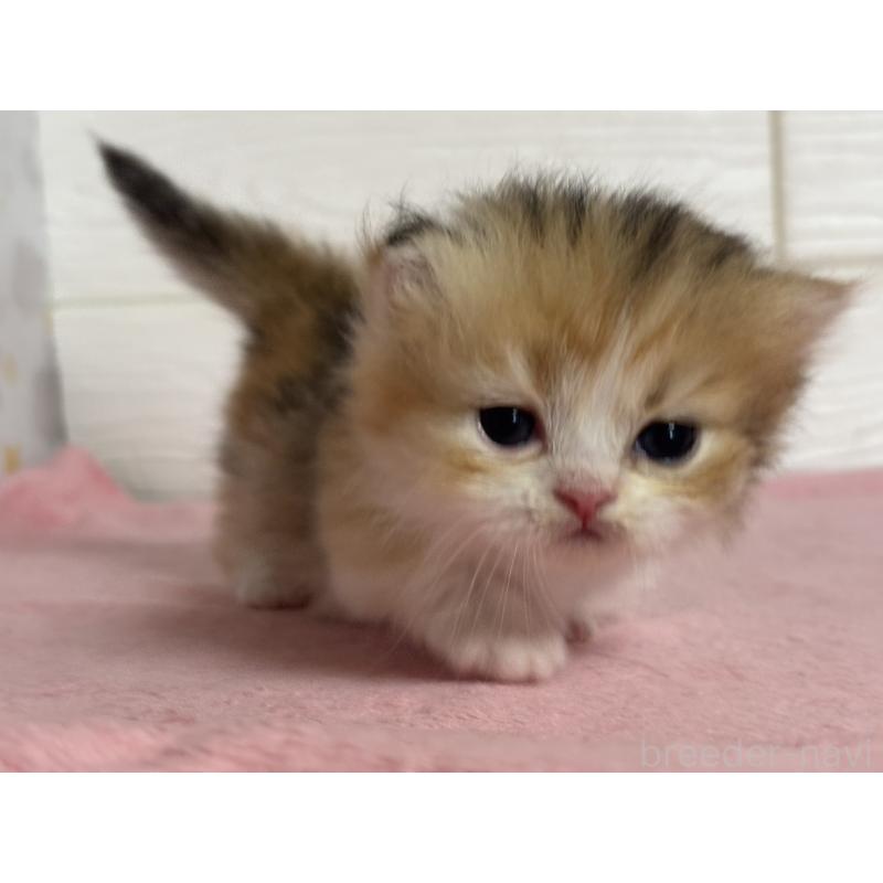 販売中の愛知県のミヌエット(短足)-137514の5枚目