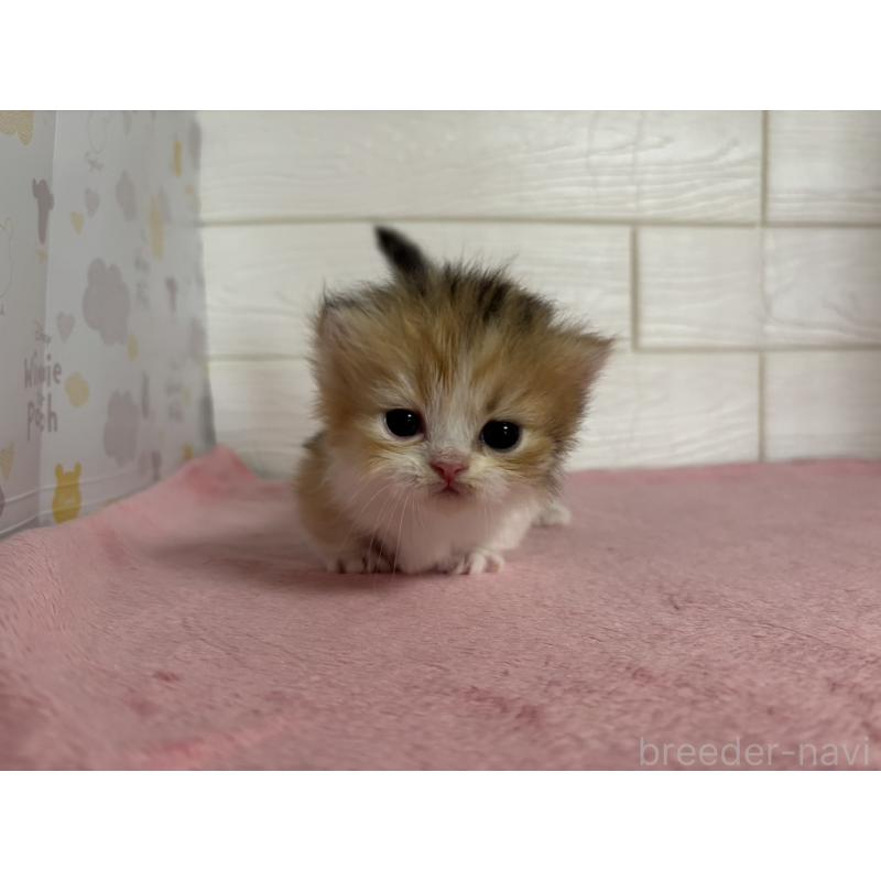 販売中の愛知県のミヌエット(短足)-137514の3枚目