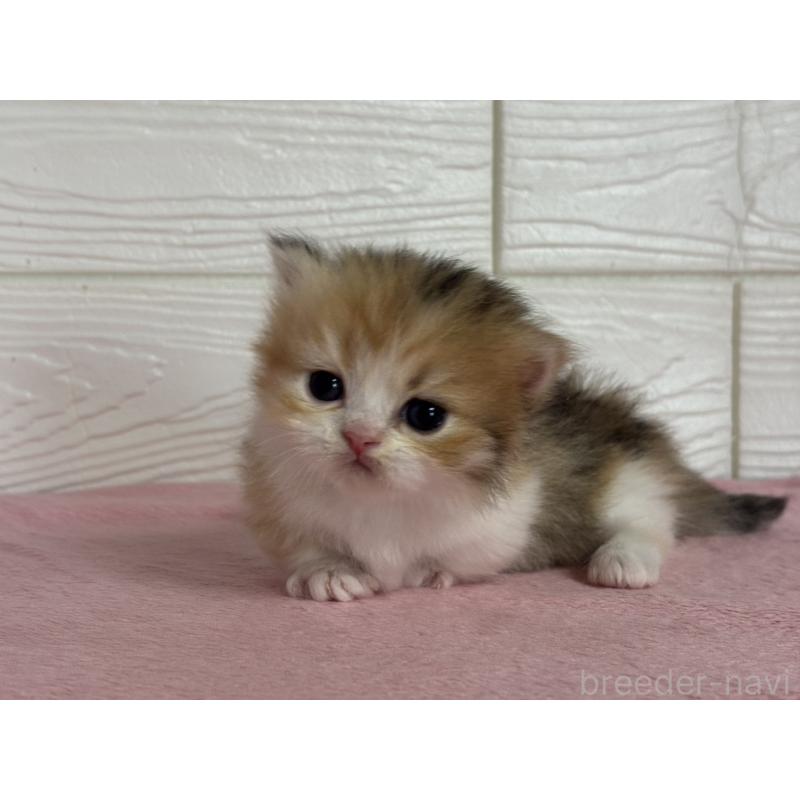 販売中の愛知県のミヌエット(短足)-137514の2枚目