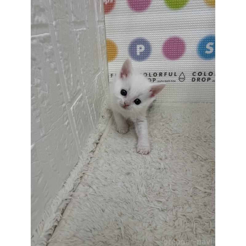 販売中の鳥取県のブリティッシュショートヘア-137515の8枚目