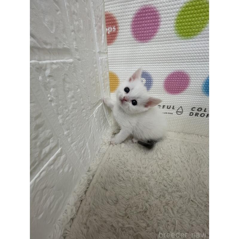 販売中の鳥取県のブリティッシュショートヘア-137515の6枚目