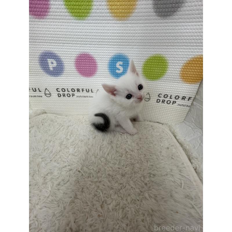 販売中の鳥取県のブリティッシュショートヘア-137515の5枚目