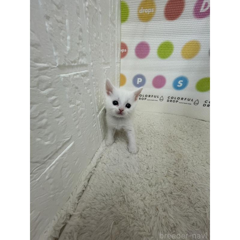 販売中の鳥取県のブリティッシュショートヘア-137515の3枚目