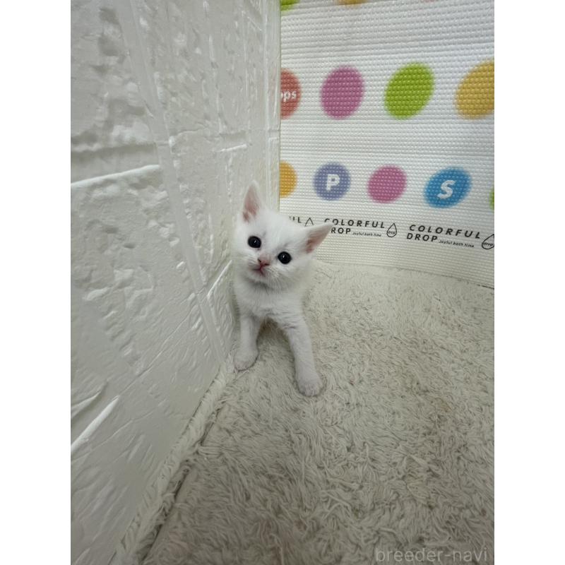 販売中の鳥取県のブリティッシュショートヘア-137515の2枚目