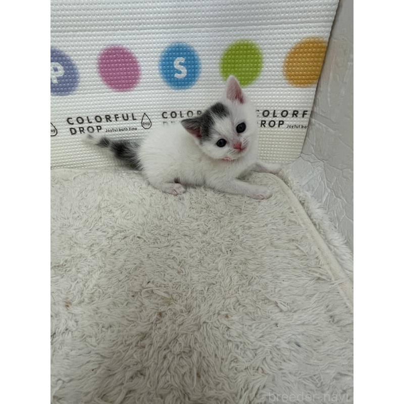 販売中の鳥取県のブリティッシュショートヘア-137516の7枚目