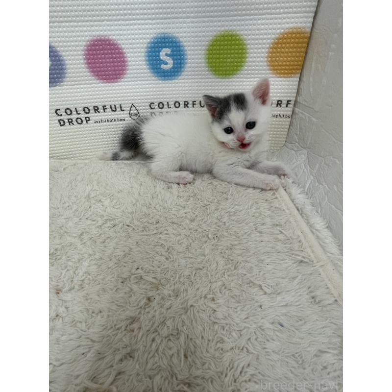 販売中の鳥取県のブリティッシュショートヘア-137516の6枚目