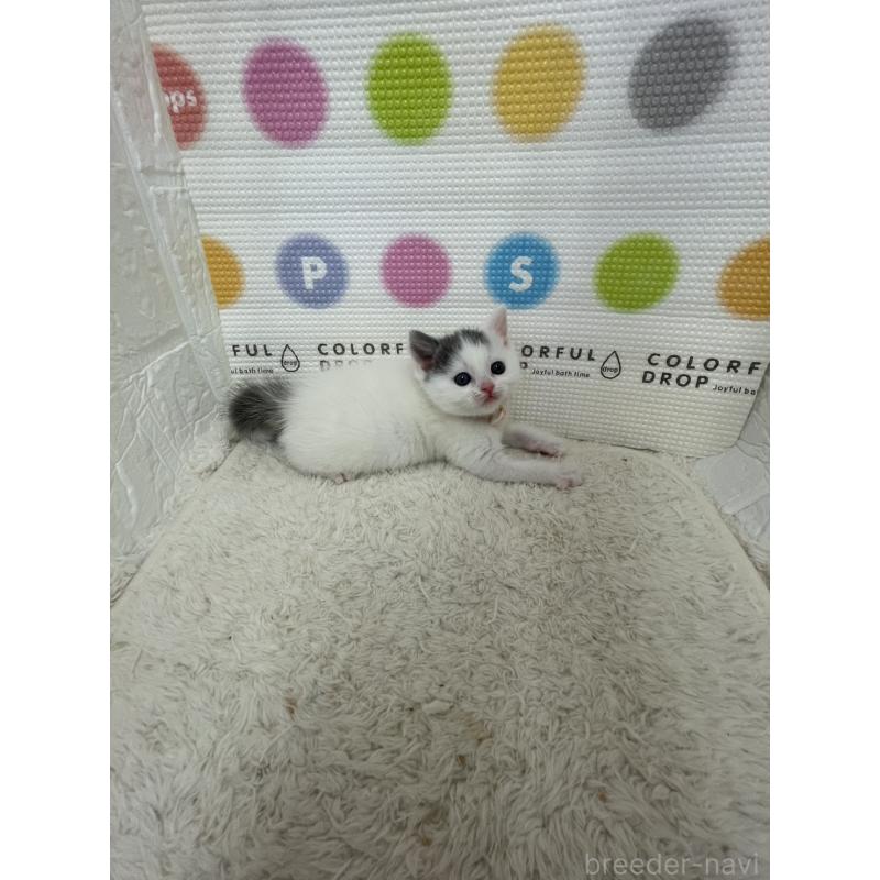 販売中の鳥取県のブリティッシュショートヘア-137516の4枚目