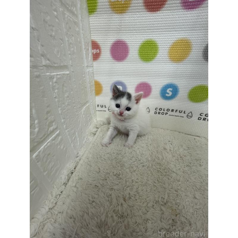 販売中の鳥取県のブリティッシュショートヘア-137516の5枚目