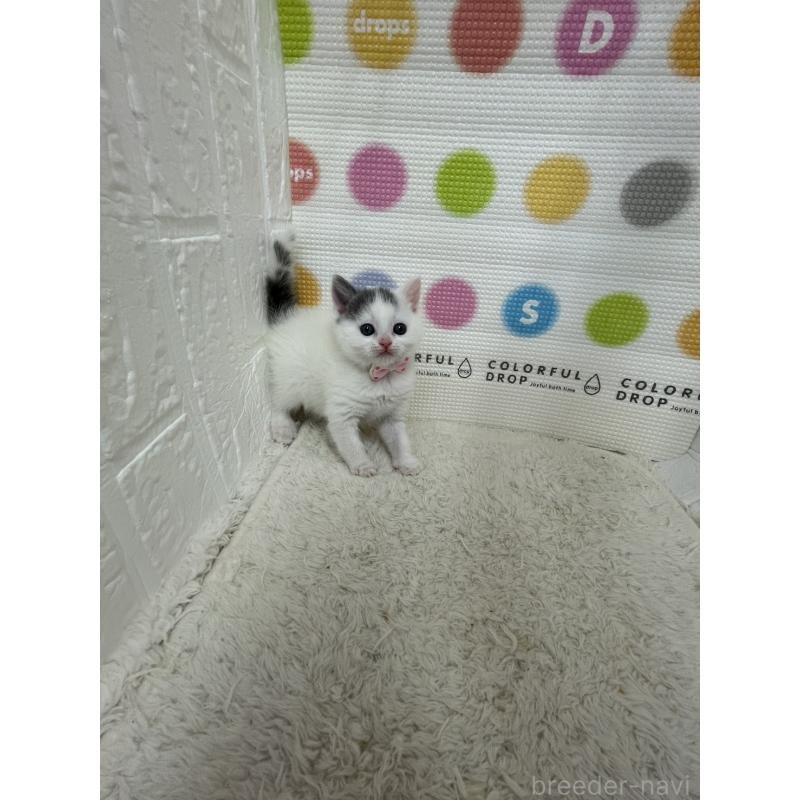 販売中の鳥取県のブリティッシュショートヘア-137516の3枚目