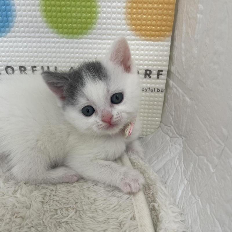 販売中の鳥取県のブリティッシュショートヘア-137516