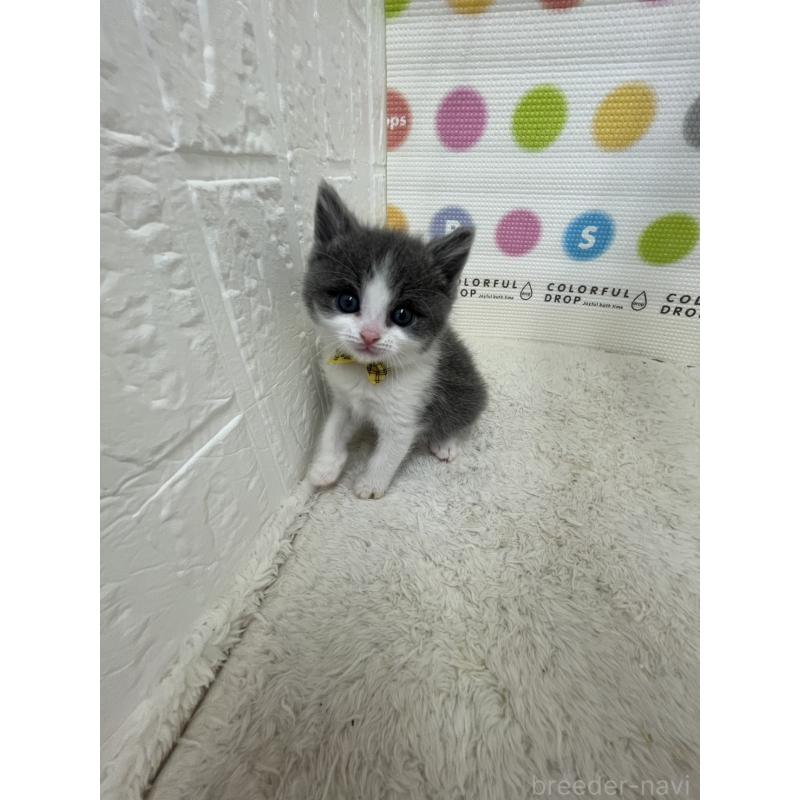 販売中の鳥取県のブリティッシュショートヘア-137517の9枚目