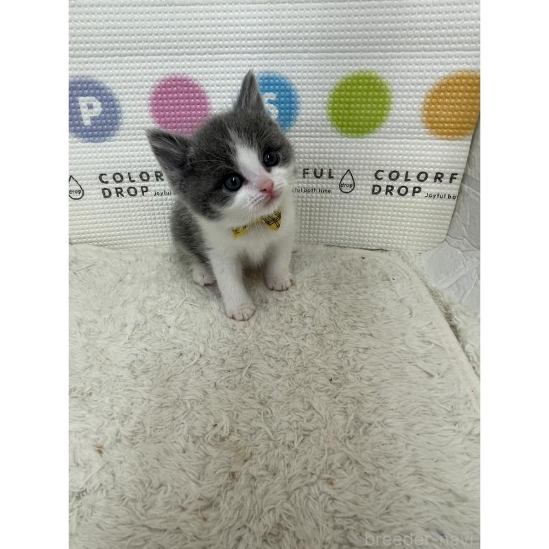 販売中の鳥取県のブリティッシュショートヘア-137517の8枚目