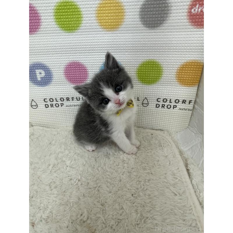 販売中の鳥取県のブリティッシュショートヘア-137517の7枚目