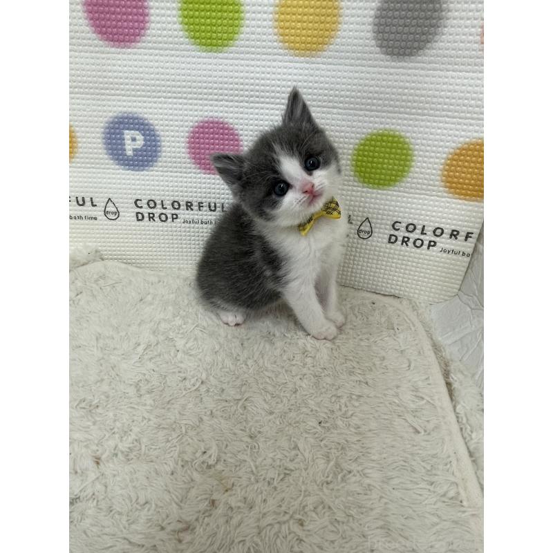 販売中の鳥取県のブリティッシュショートヘア-137517の6枚目