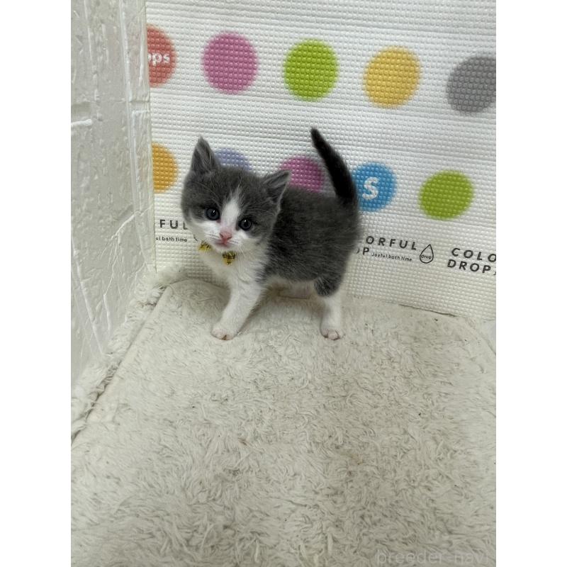 販売中の鳥取県のブリティッシュショートヘア-137517の4枚目