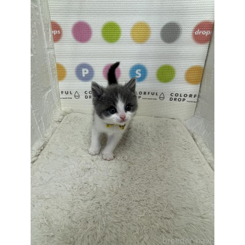 販売中の鳥取県のブリティッシュショートヘア-137517の3枚目