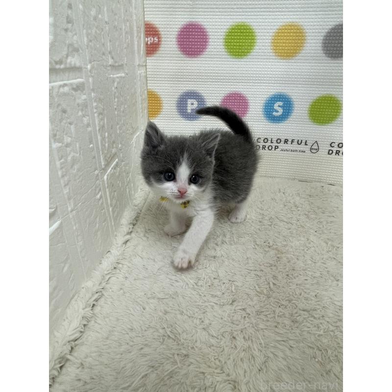 販売中の鳥取県のブリティッシュショートヘア-137517の2枚目