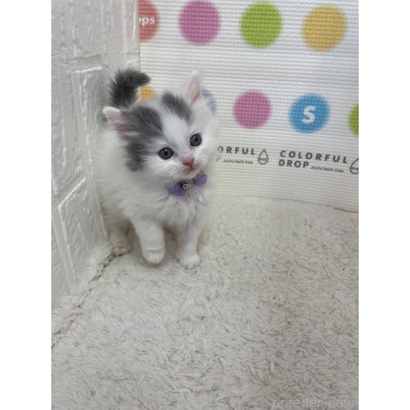 販売中の鳥取県のブリティッシュロングヘア-137518の9枚目