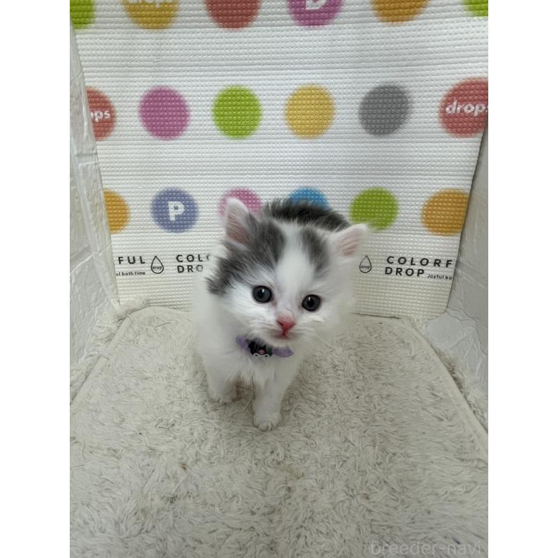 販売中の鳥取県のブリティッシュロングヘア-137518の8枚目