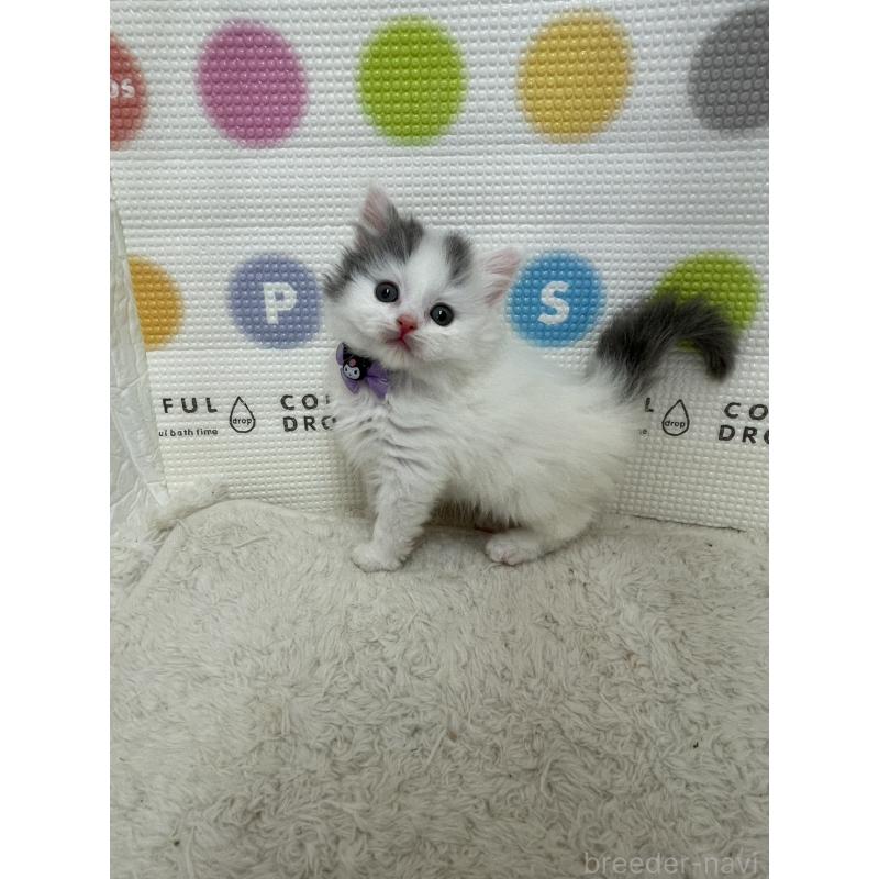 販売中の鳥取県のブリティッシュロングヘア-137518の7枚目