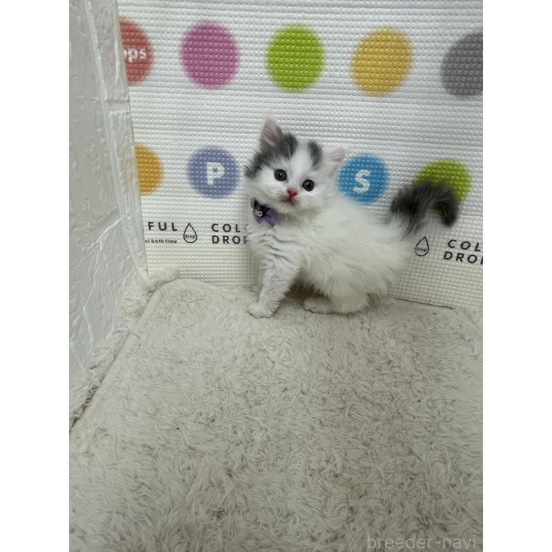 販売中の鳥取県のブリティッシュロングヘア-137518の6枚目