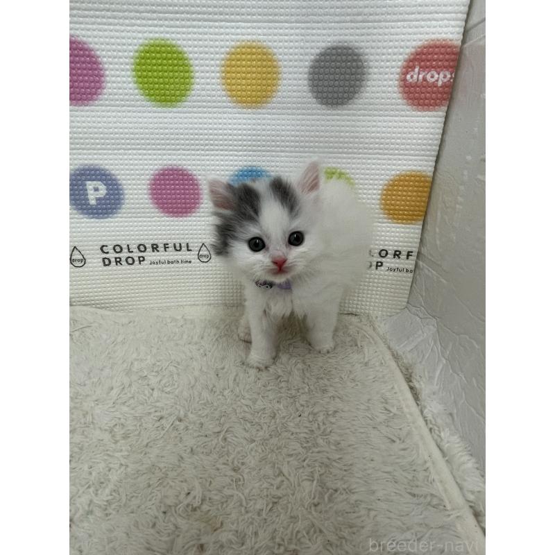 販売中の鳥取県のブリティッシュロングヘア-137518の5枚目