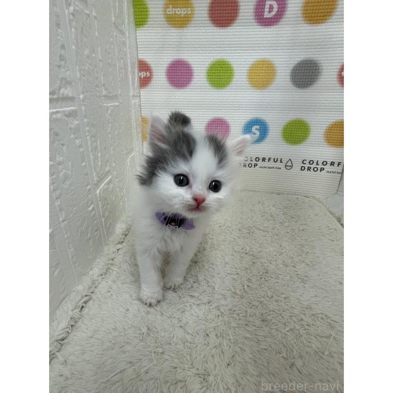 販売中の鳥取県のブリティッシュロングヘア-137518の4枚目