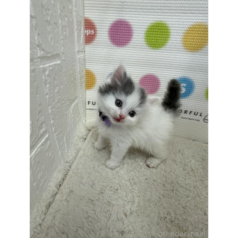 販売中の鳥取県のブリティッシュロングヘア-137518の2枚目