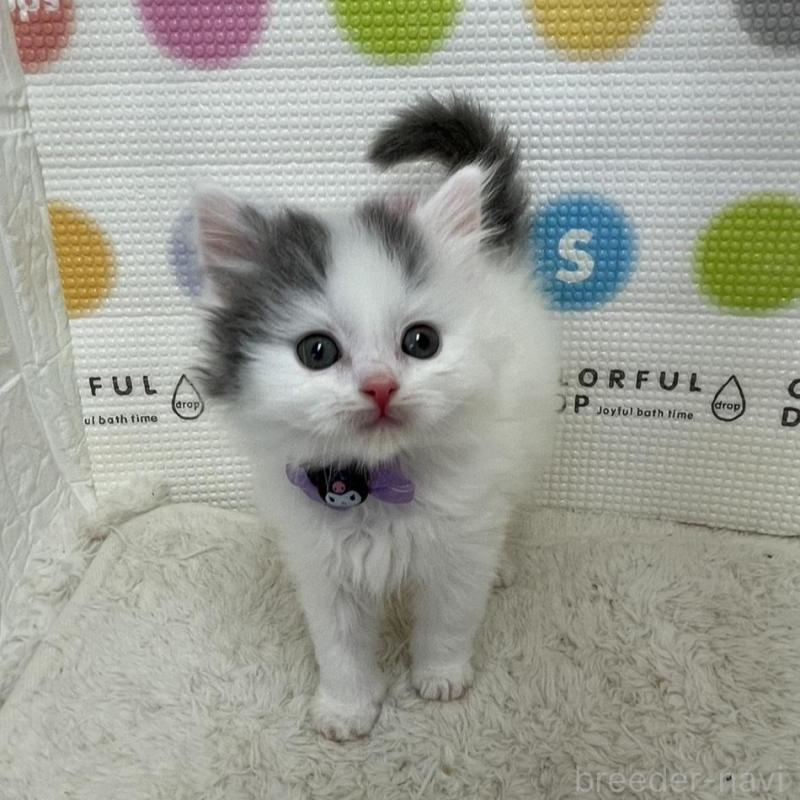 販売中の鳥取県のブリティッシュロングヘア-137518