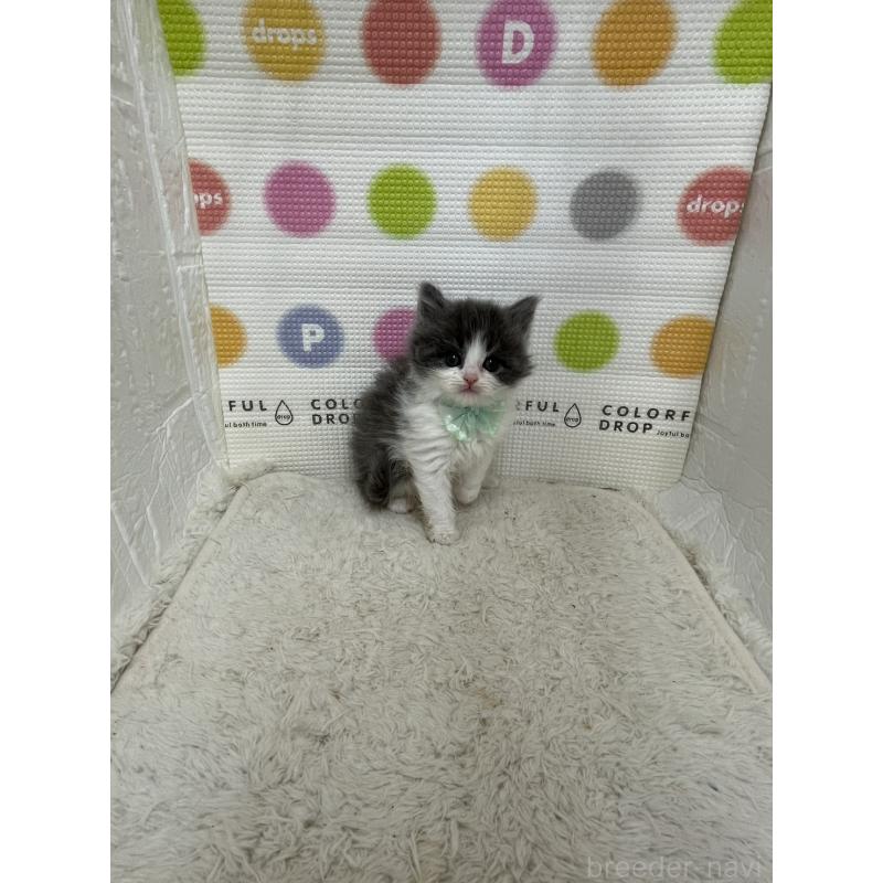 販売中の鳥取県のブリティッシュロングヘア-137519の5枚目