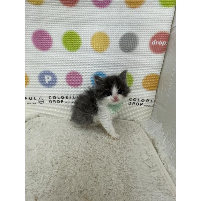 販売中の鳥取県のブリティッシュロングヘア-137519の4枚目